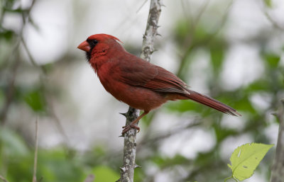 male Cardinal.jpg