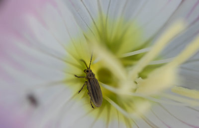 tiny beetle.jpg