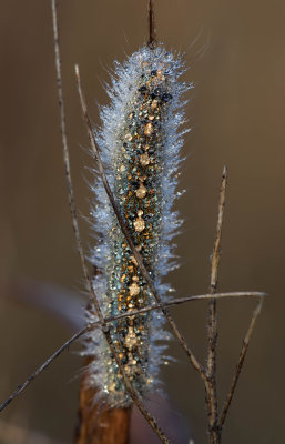 dew on Tent Caterpillar.jpg