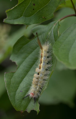 Tussock moth caterpillar.jpg