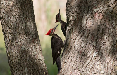 Pileated_Woodpeckers.jpg