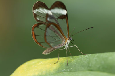 Cockrell Buterfly Center