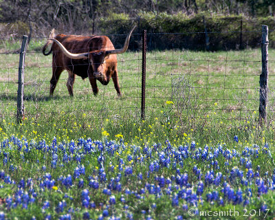 Texas Wildflowers 2017