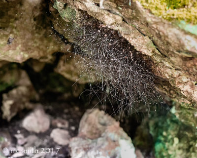 Gathering of Spiders