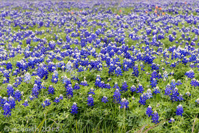 Bluebonnet Pasture