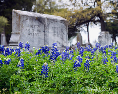 Cemetery Bluebonnets