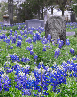 Bluebonnets at Attention
