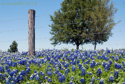 Blue Sky - Barbed Wire and Bluebonnets