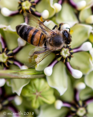 Milkweed and Honey Bee