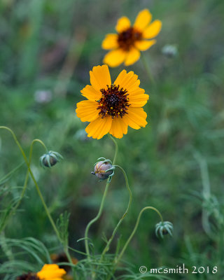 Plains Coreopsis