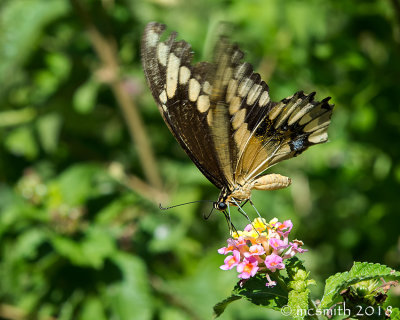 Swallowtail Butterfly  