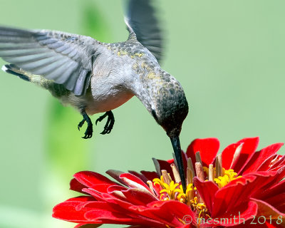 Closeup Feeding on Red Zinnia