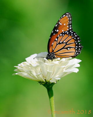 Monarch on White Zinnia