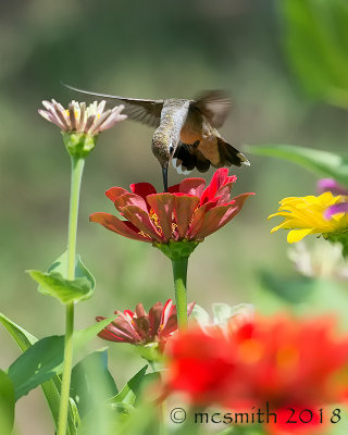 Red Zinnia Hummingbird