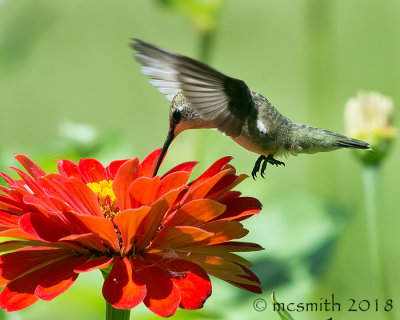 Closeup Hummingbird and Red Zinnia