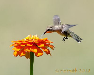 Single Flower and Hummingbird