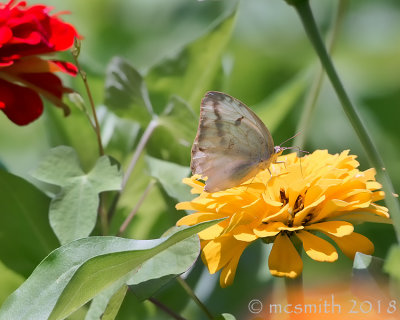 Cabbage White Butterfly - (Pieris rapae)