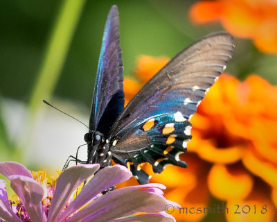 Black Swallowtail  - (Papilio polyxenes)