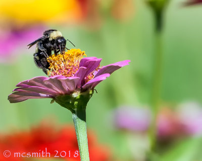 Bumblebee on Pink Zinnia Flower