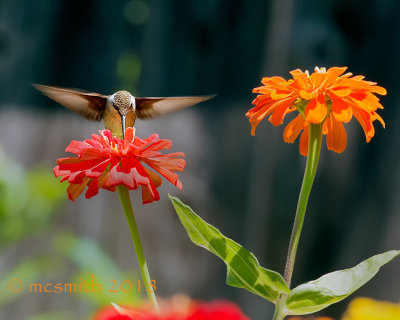 Hummingbird with Red and Orange Zinnia