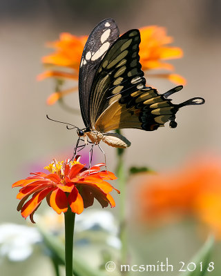 Swallowtail Butterfly and Orange Zinnia