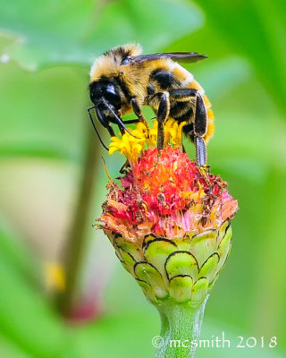 Bumblebee on Zinnia Flower Bud