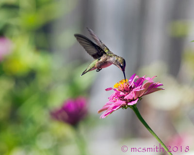 Sunny Hummingbird and Pink Zinnia
