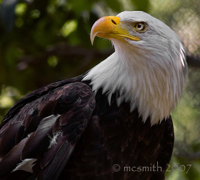 Bald Eagle - (Haliaeetus leucocephalus)