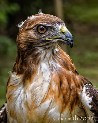Red-tailed Hawk  - (Buteo jamaicensis)