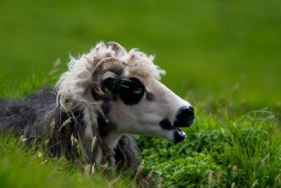Sheep_8479.jpg