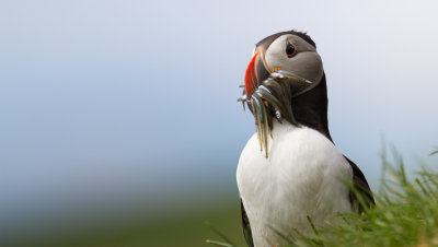 Puffin_8610.jpg