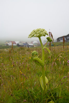 Faroe Islands_0006.jpg