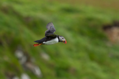 Puffin_0350.jpg