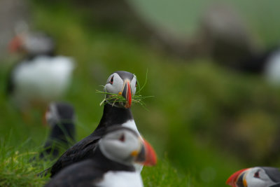 Puffins_0421.jpg