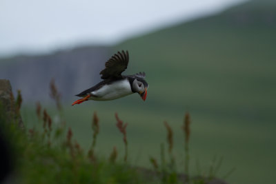 Puffin_0660.jpg