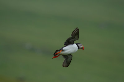 Puffin_0695.jpg