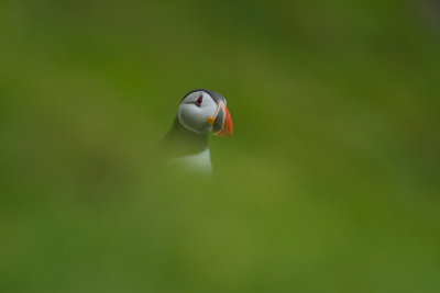 Puffin_1011.jpg