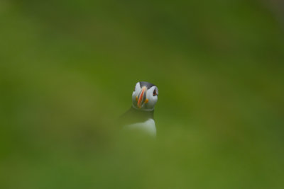 Puffin_1014.jpg
