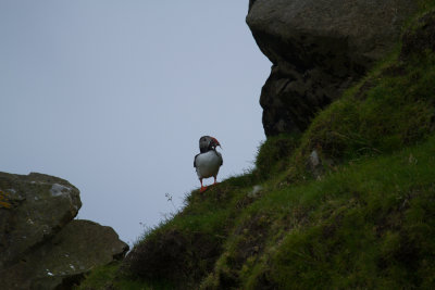 Puffin_1016.jpg