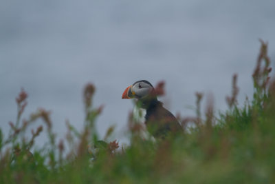 Puffin_1060.jpg
