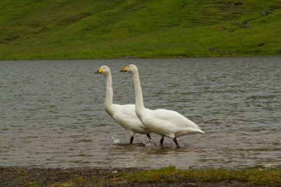 Faroe Islands_2060.jpg