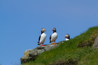 Puffins_6931.jpg