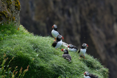 Puffins_7079.jpg