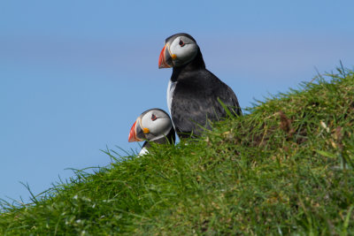 Puffins_7154.jpg