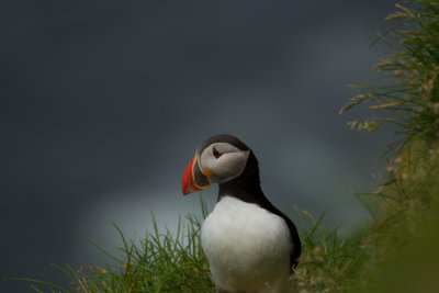 Puffin_8336.jpg