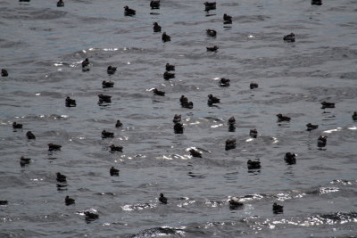 Puffins_8495.jpg