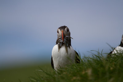 Puffin_8594.jpg