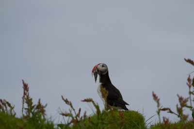Puffin_8807.jpg