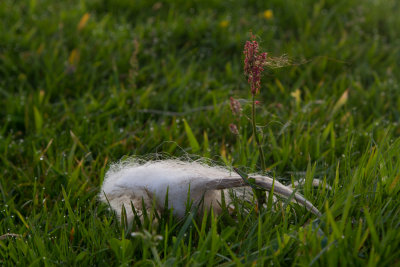 Faroe Islands_8949.jpg