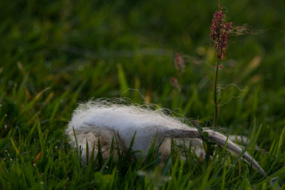 Faroe Islands_8950.jpg